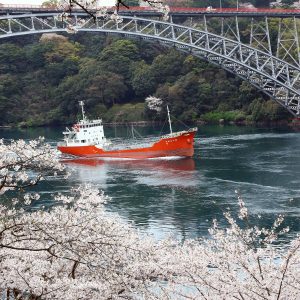 Famous cherry blossoms in the Nishikyushu Sasebo area　（only Japanease)