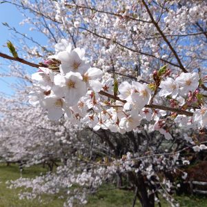 百合ヶ岳の桜とひこばえランチ